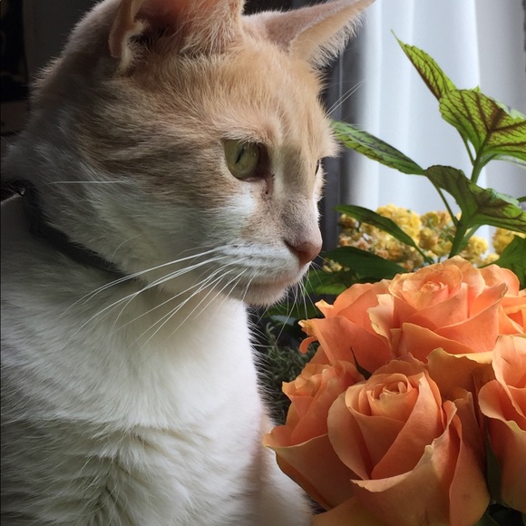 Meet your Posher, Chloe - Picture 2 of 4